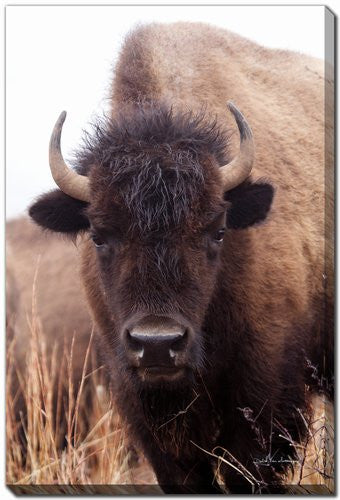 The Stare Art - Brown - 16 X 20