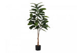 52" Rubber Tree With 5" Black Pot - Green
