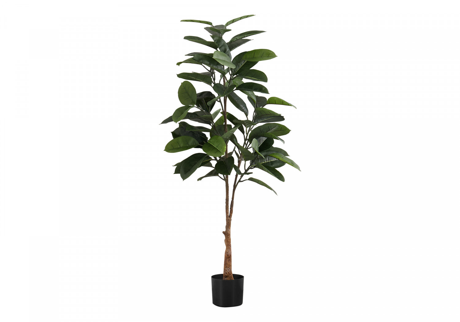 52" Rubber Tree With 5" Black Pot - Green