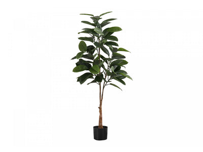 52" Rubber Tree With 5" Black Pot - Green