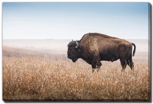 Bison Wanderer Wall Art - Brown - 16 X 20