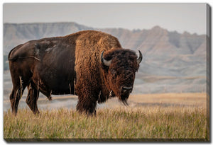 Western Strength Wall Art - Brown - 38 X 60