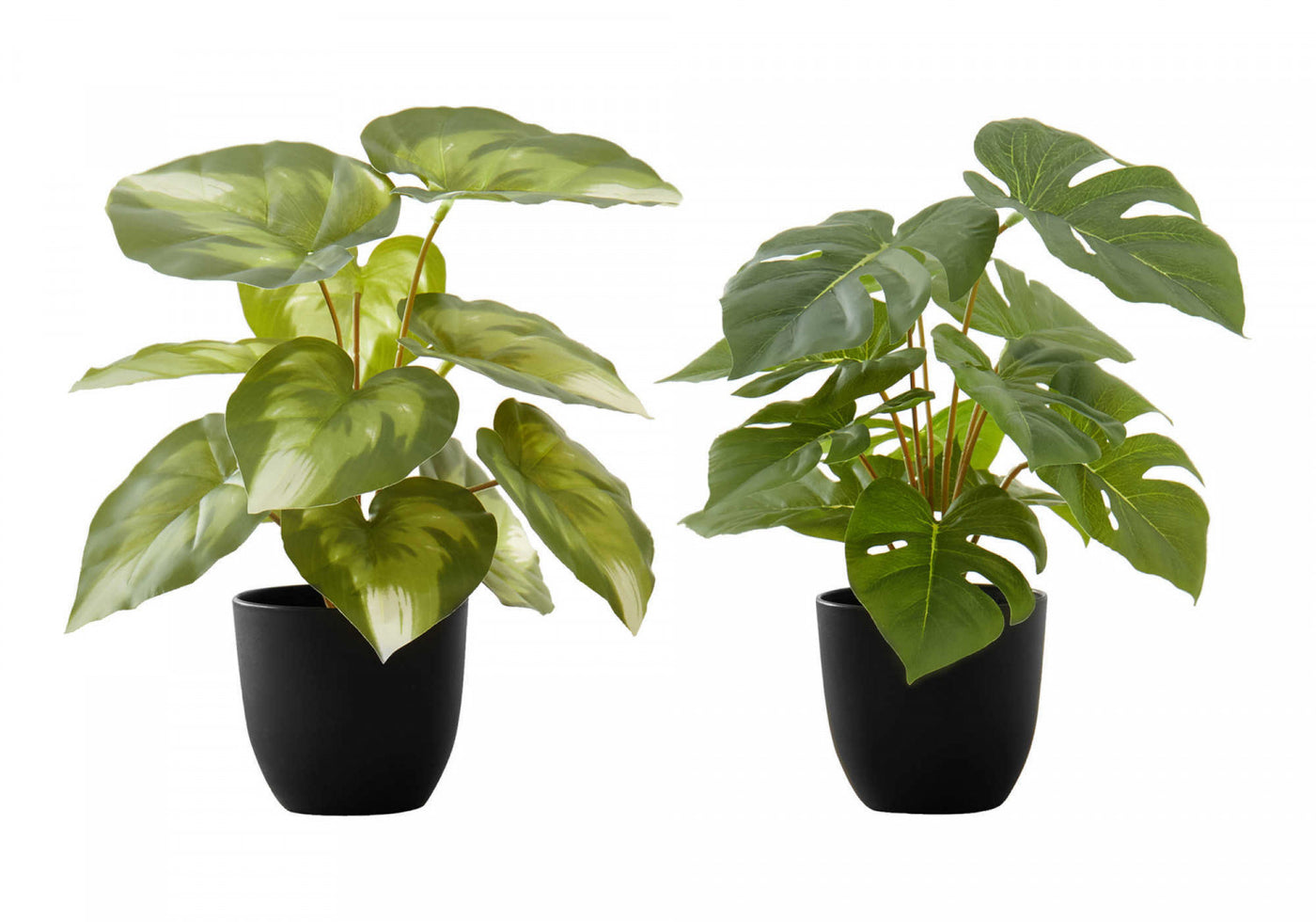 13" Monstera and Calathea Plants With 4" Black Pot - Green - Set of Two
