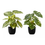13" Monstera and Calathea Plants With 4" Black Pot - Green - Set of Two