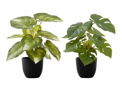 13" Monstera and Calathea Plants with 4" Black Pot - Green - Set of Two