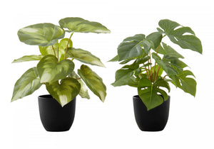 13" Monstera and Calathea Plants With 4" Black Pot - Green - Set of Two