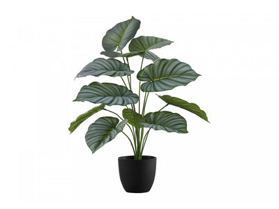 24" Calathea Plant With 5" Black Pot - Green