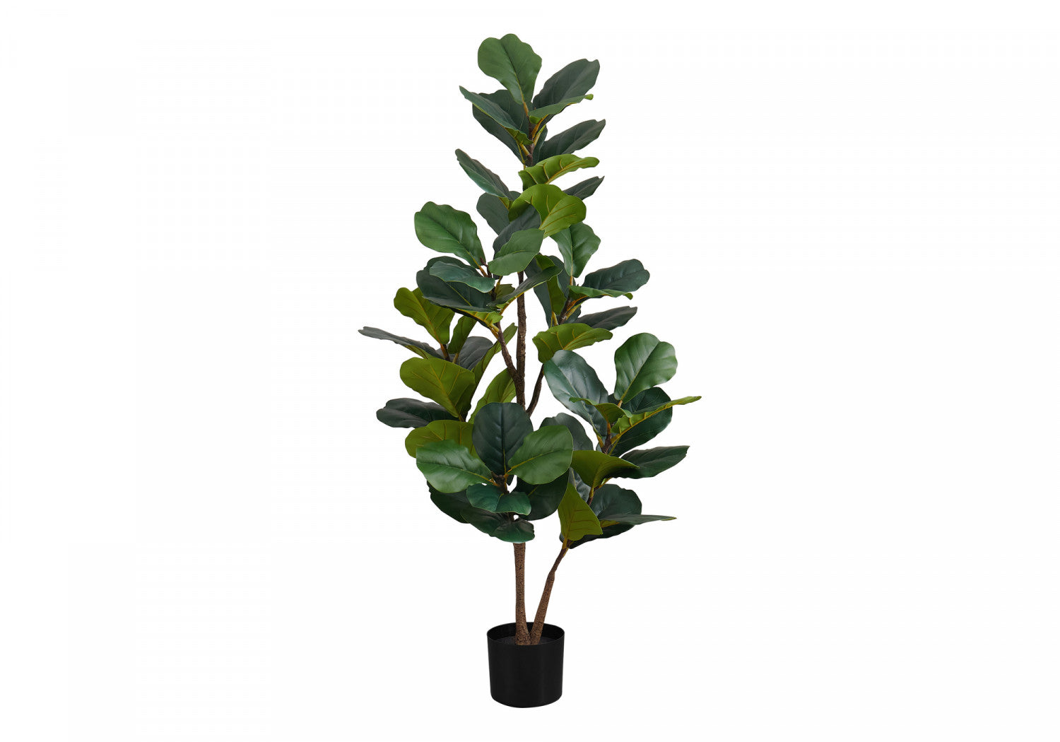 49" Fiddle Tree With 5" Black Pot - Green