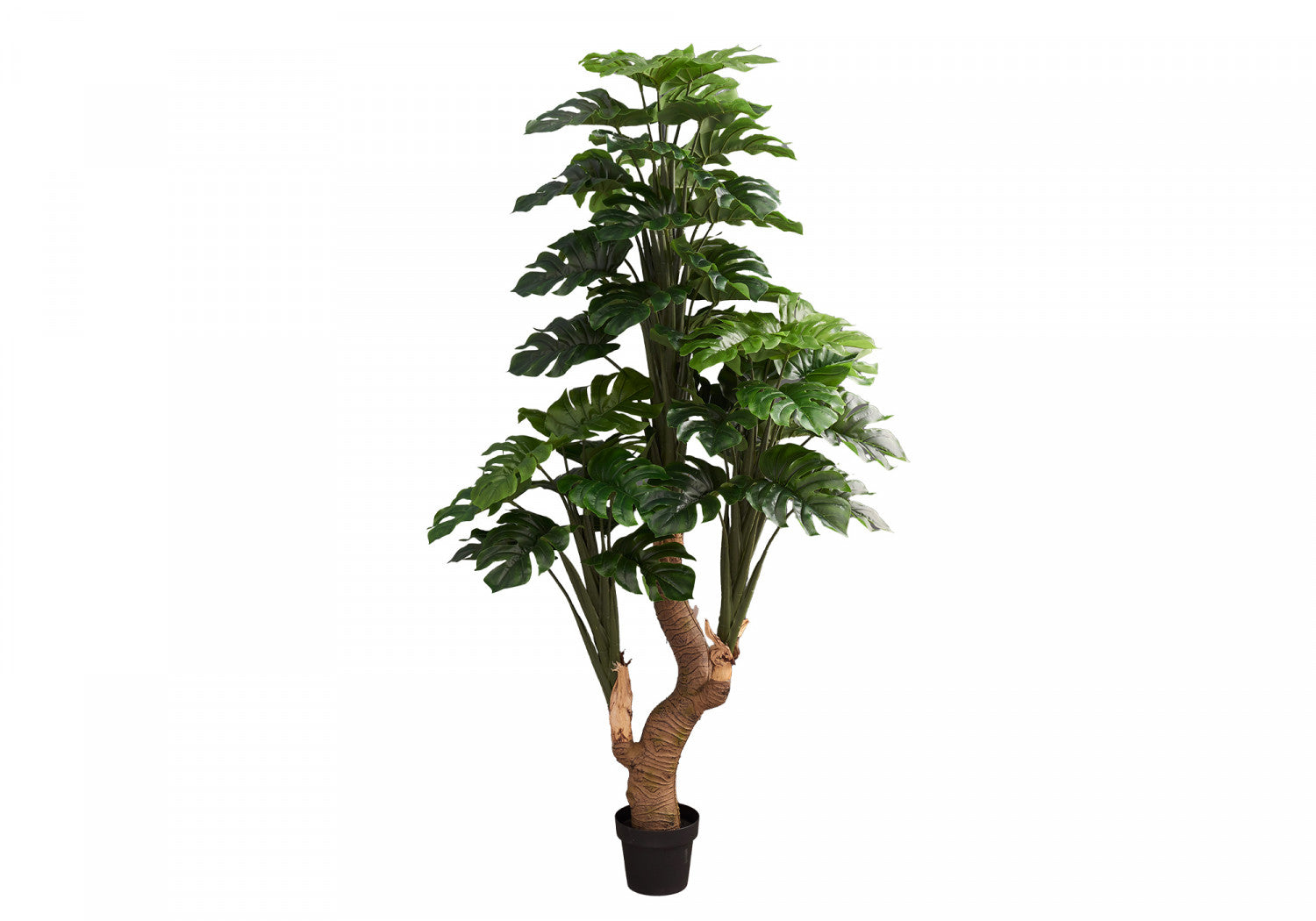 83" Monstera Tree With 8" Black Pot - Green