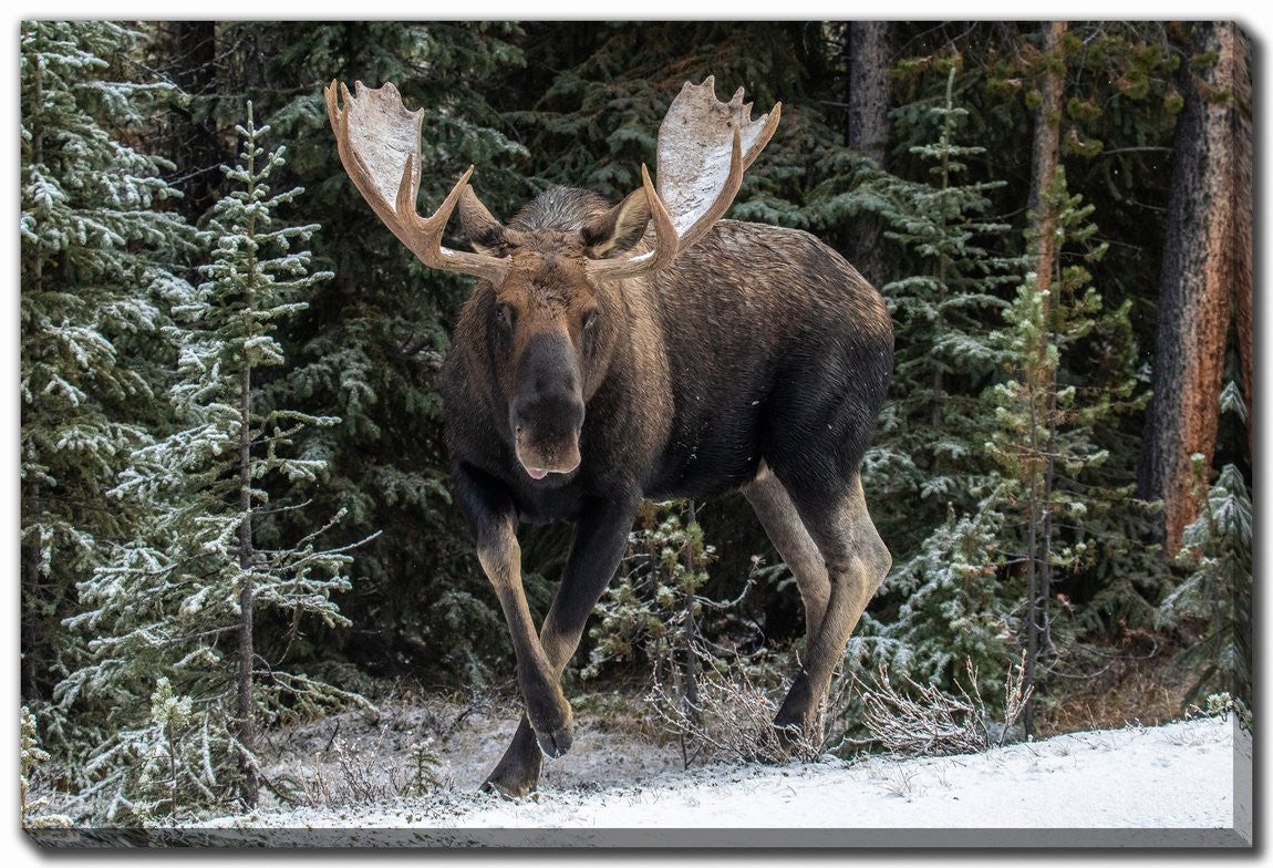 Snowy Stride Wall Art - Brown - 22 X 28