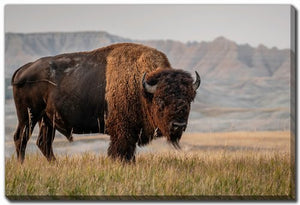 Western Strength Wall Art - Brown - 16 X 20