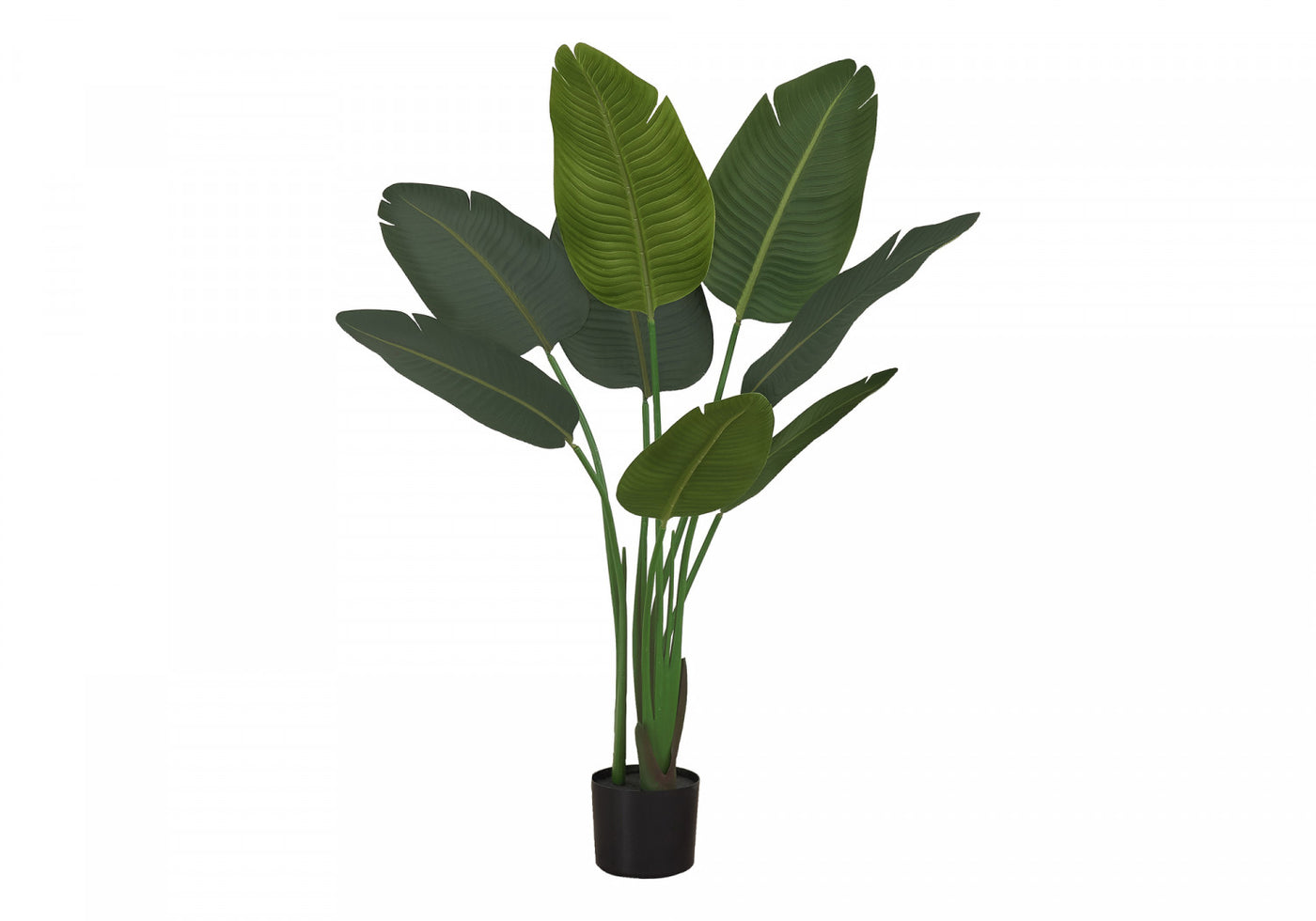 44" Bird Of Paradise Plant With 5" Black Pot - Green