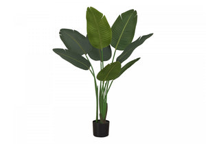 44" Bird Of Paradise Plant With 5" Black Pot - Green