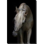 Equine Power Wall Art - Black/White - 16 X 20