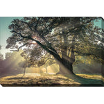 Through the Canopy Wall Art - Multi-Colour - 16 X 20