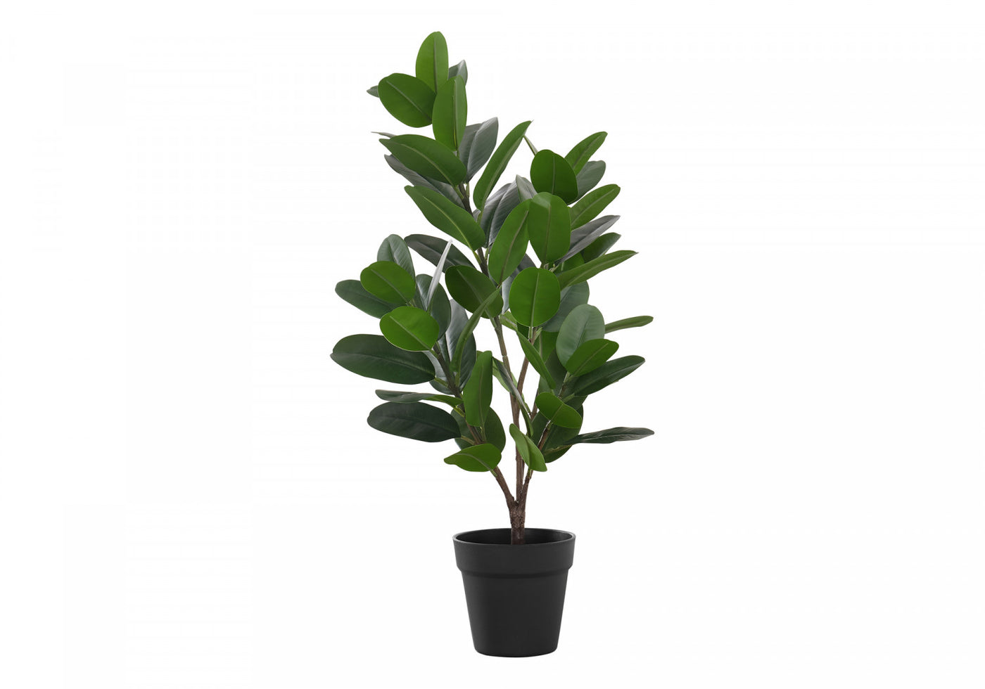 28" Garcinia Plant With 5" Black Pot - Green