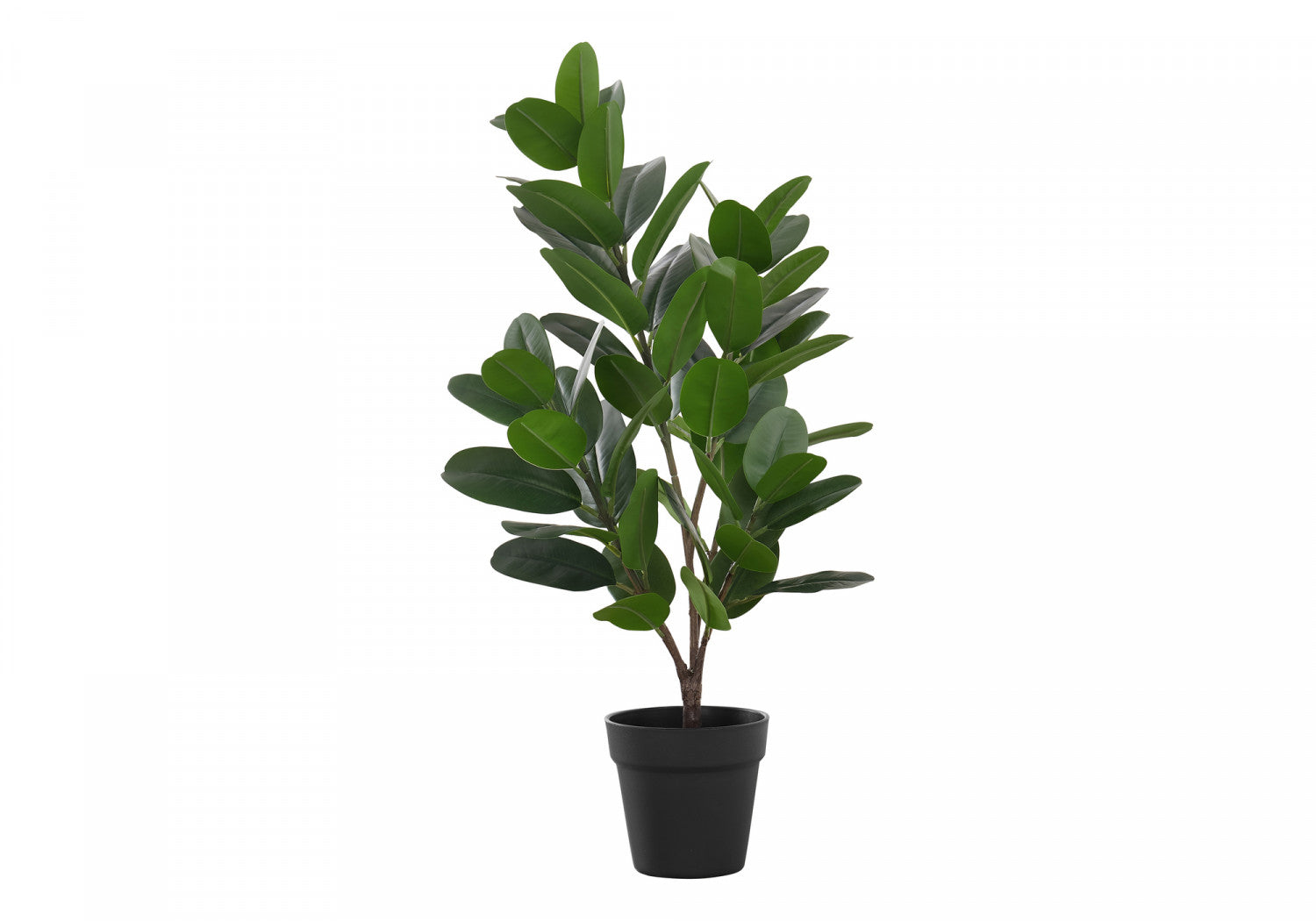 28" Garcinia Plant With 5" Black Pot - Green