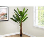 83" Banana Tree With 8" Black Pot - Green