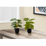 13" Epipremnum Plant With 4" Black Pot - Green - Set Of Two
