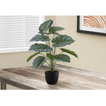 24" Calathea Plant With 5" Black Pot - Green