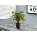 17" Dracaena Plant With 4" Black Pot - Green
