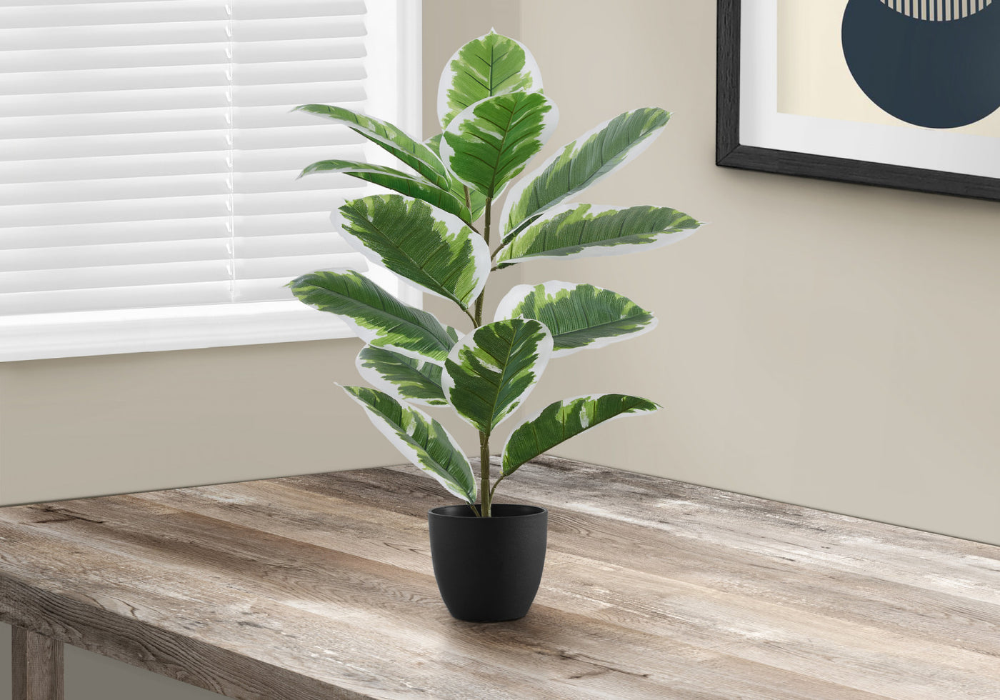 27" Rubber Plant With 5" Black Pot - Green