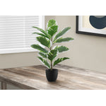 27" Rubber Plant With 5" Black Pot - Green
