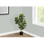 41" Fiddle Tree With 5" Black Pot - Green