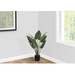 37" Aureum Plant With 5" Black Pot - Green