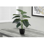 24" Alocasia Plant With 5" Black Pot - Green