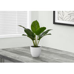17" Aureum Plant With 5" White Pot - Green