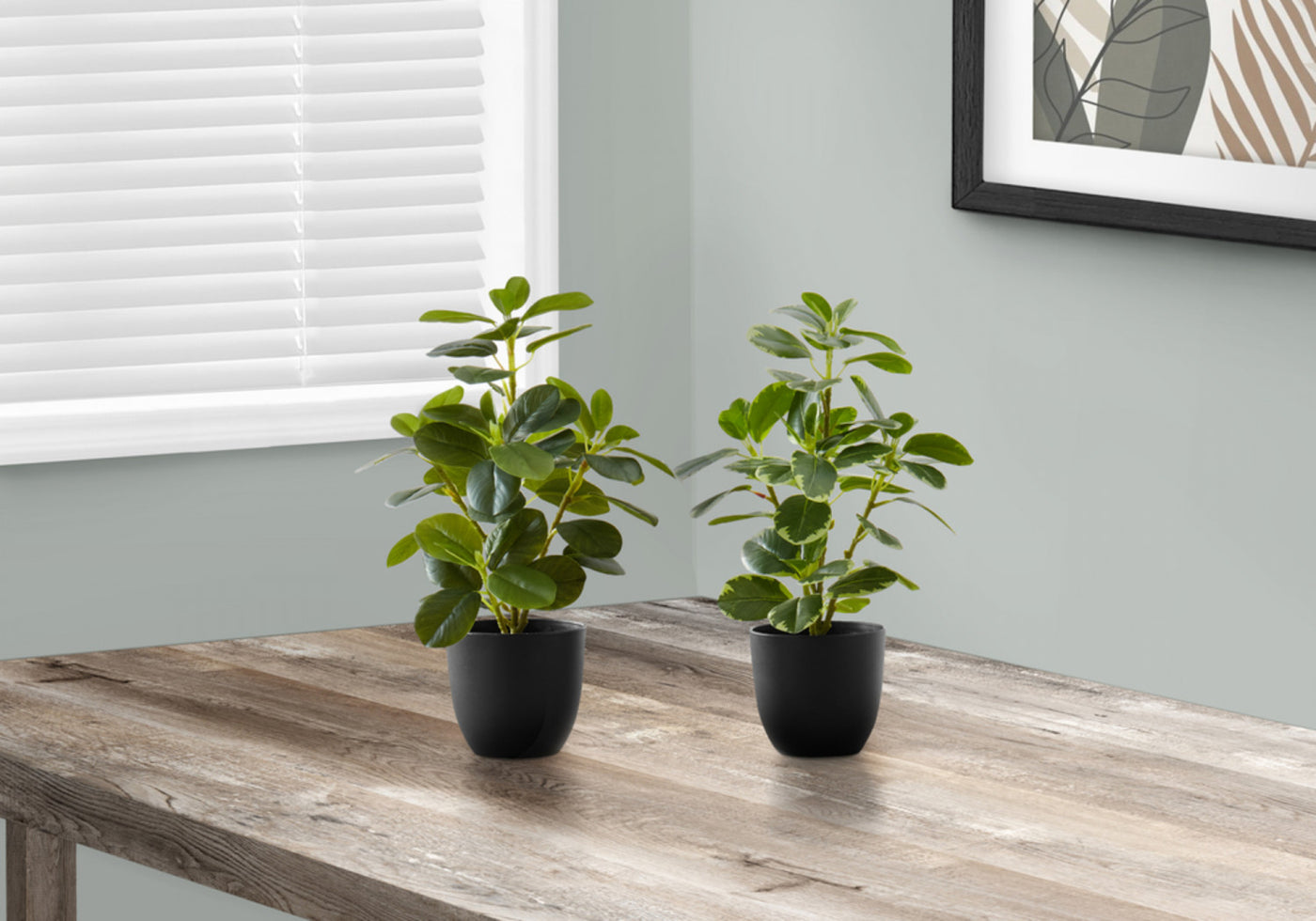 14" Ficus Elastica Plant With 4" Black Pot - Green - Set of Two