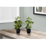 14" Ficus Elastica Plant With 4" Black Pot - Green - Set of Two