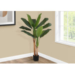 55" Banana Tree With 6" Black Pot - Green