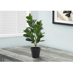 28" Garcinia Plant With 5" Black Pot - Green