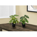 13" Monstera and Calathea Plants With 4" Black Pot - Green - Set of Two