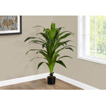 47" Dracaena Tree With 5" Black Pot - Green