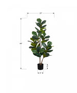 49" Fiddle Tree With 5" Black Pot - Green