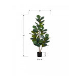 49" Fiddle Tree With 5" Black Pot - Green