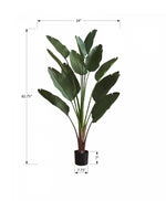 83" Bird Of Paradise Plant With 8" Black Pot - Green