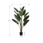 83" Bird Of Paradise Plant With 8" Black Pot - Green