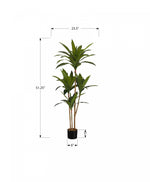51" Dracaena Plant With 5" Black Pot - Green