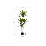 51" Dracaena Plant With 5" Black Pot - Green