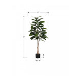 52" Rubber Tree With 5" Black Pot - Green