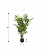 47" Areca Tree With 5" Black Pot - Green