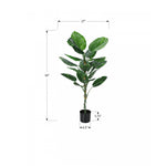 54" Dieffenbachia Tree With 6" Black Pot - Green