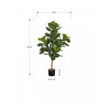 47" Fiddle Tree With 5" Black Pot - Green