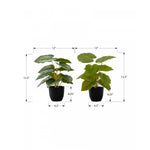 13" Epipremnum Plant With 4" Black Pot - Green - Set Of Two