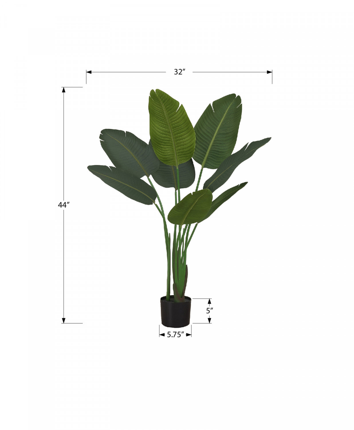44" Bird Of Paradise Plant With 5" Black Pot - Green