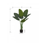 44" Bird Of Paradise Plant With 5" Black Pot - Green